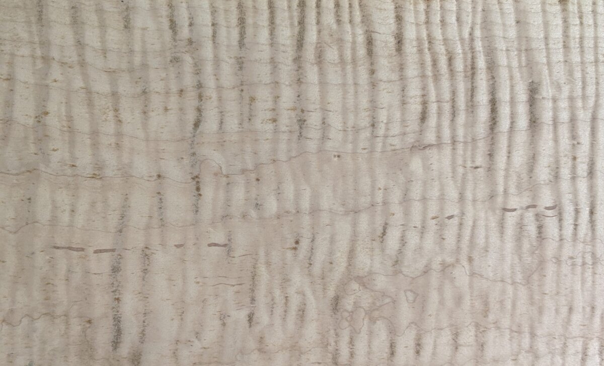 Curly Maple